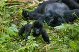 Encuentro con gorilas de montaña en Ruanda: turismo que protege la especie