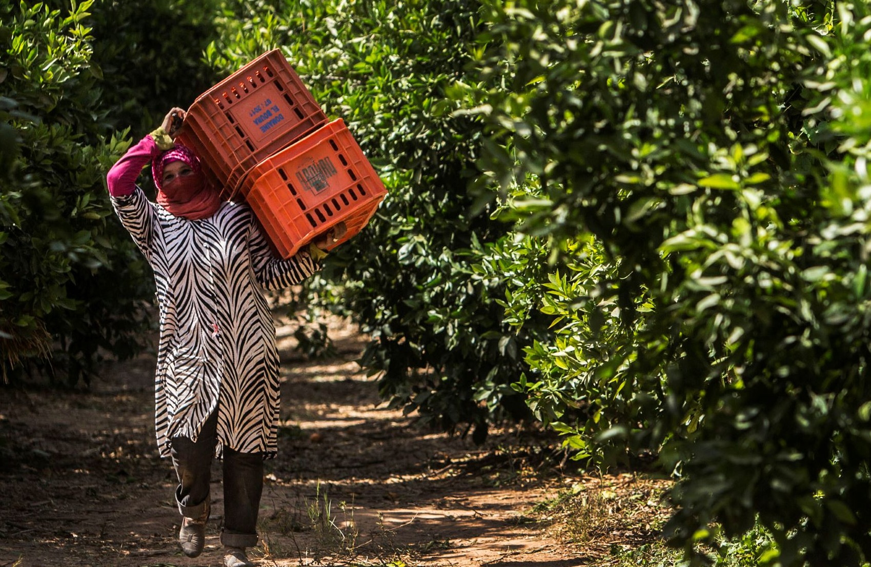 Si no se aborda el cambio climático, la brecha en productividad agrícola y salarios entre las mujeres y los hombres se ampliará enormemente en los próximos años.
