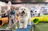 “Los productos para mascotas ya hacen parte de la canasta familiar”: Carlos Ruiz, de Expopet