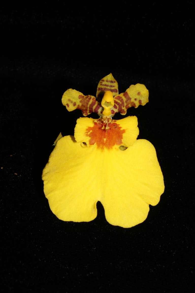 Especie Oncidium “Gower Ramsey”