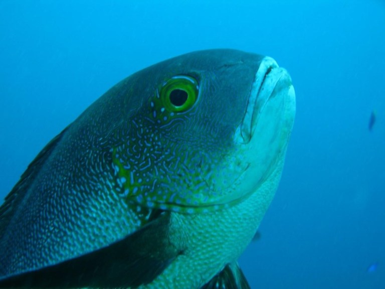En Australia encuentran el pez de arrecife tropical más antiguo conocido