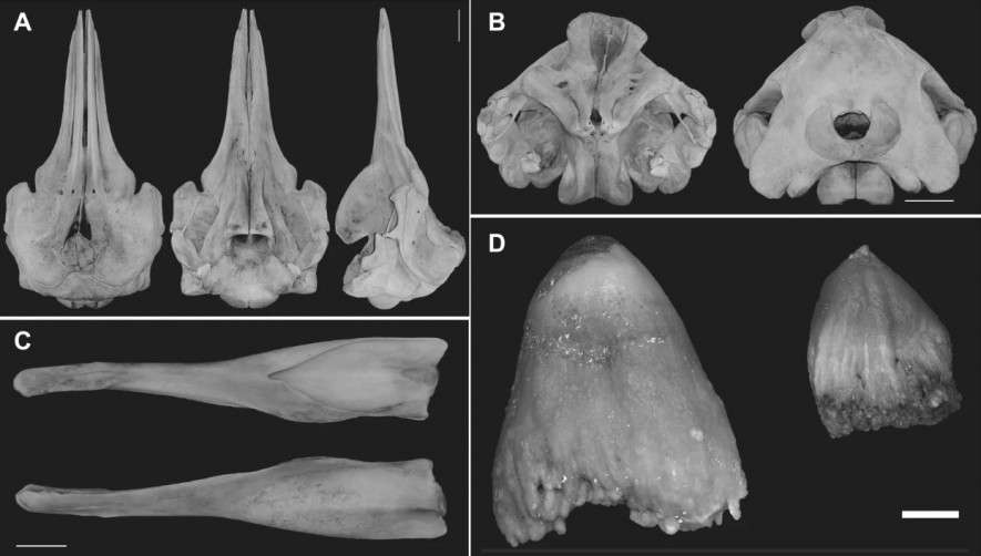Diferentes vistas del cráneo de la nueva especie de ballena. /Scientific Reports