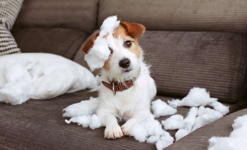 Uno de los principales problemas que puede tener su perro al dejarlo solo es que desarrolle ansiedad por separación. Buenos ejercicios pueden evitar este tipo de comportamientos en su animal de compañía
