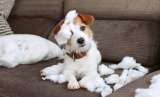 ¿Qué pasa si dejo a mi perro solo en casa?