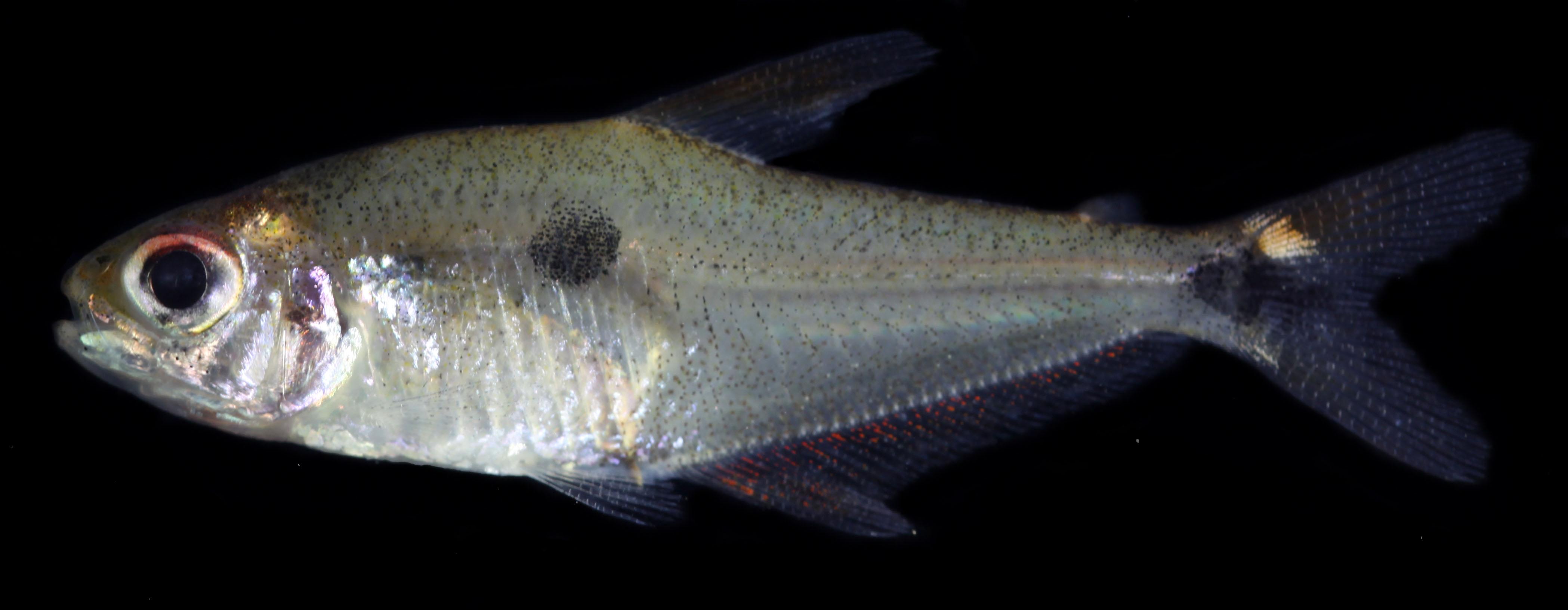 Pez vivo de la especie Phenacogaster tukano, hallada en la cuenca del Amazonas.