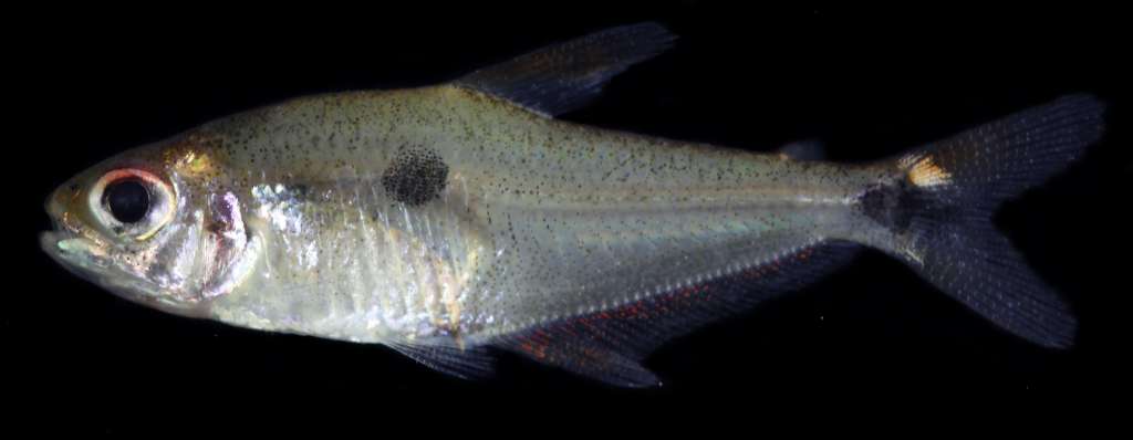 Pez vivo de la especie Phenacogaster tukano, hallada en la cuenca del Amazonas.
