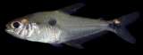Las cuatro nuevas especies de peces que hallaron en el Amazonas y el Orinoco