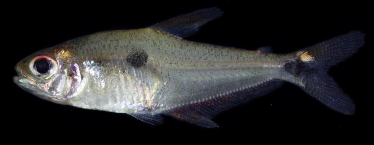 Las cuatro nuevas especies de peces que hallaron en el Amazonas y el Orinoco