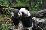 La tensión con China terminó con la diplomacia de los pandas y dejó a Japón sin estos osos
