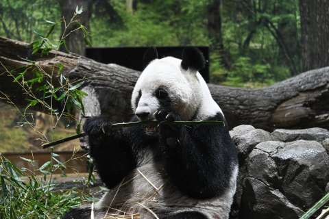La tensión con China terminó con la diplomacia de los pandas y dejó a Japón sin estos osos