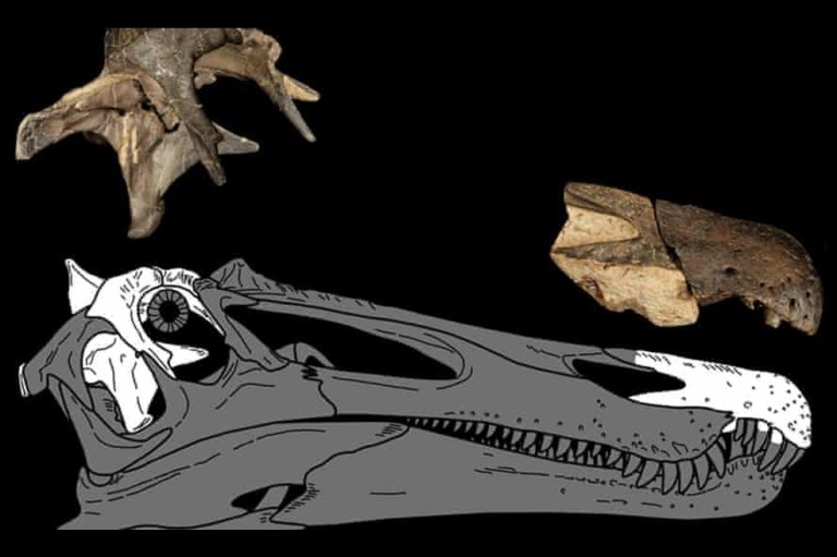 Así eran los cocodrilos que convivieron con los dinosaurios