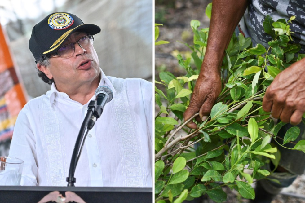 El gobierno Petro avanza en sus esfuerzos para habilitar los usos lícitos de la hoja de coca.