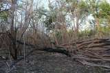 Animales nativos del Vichada pierden su hábitat por incendios forestales