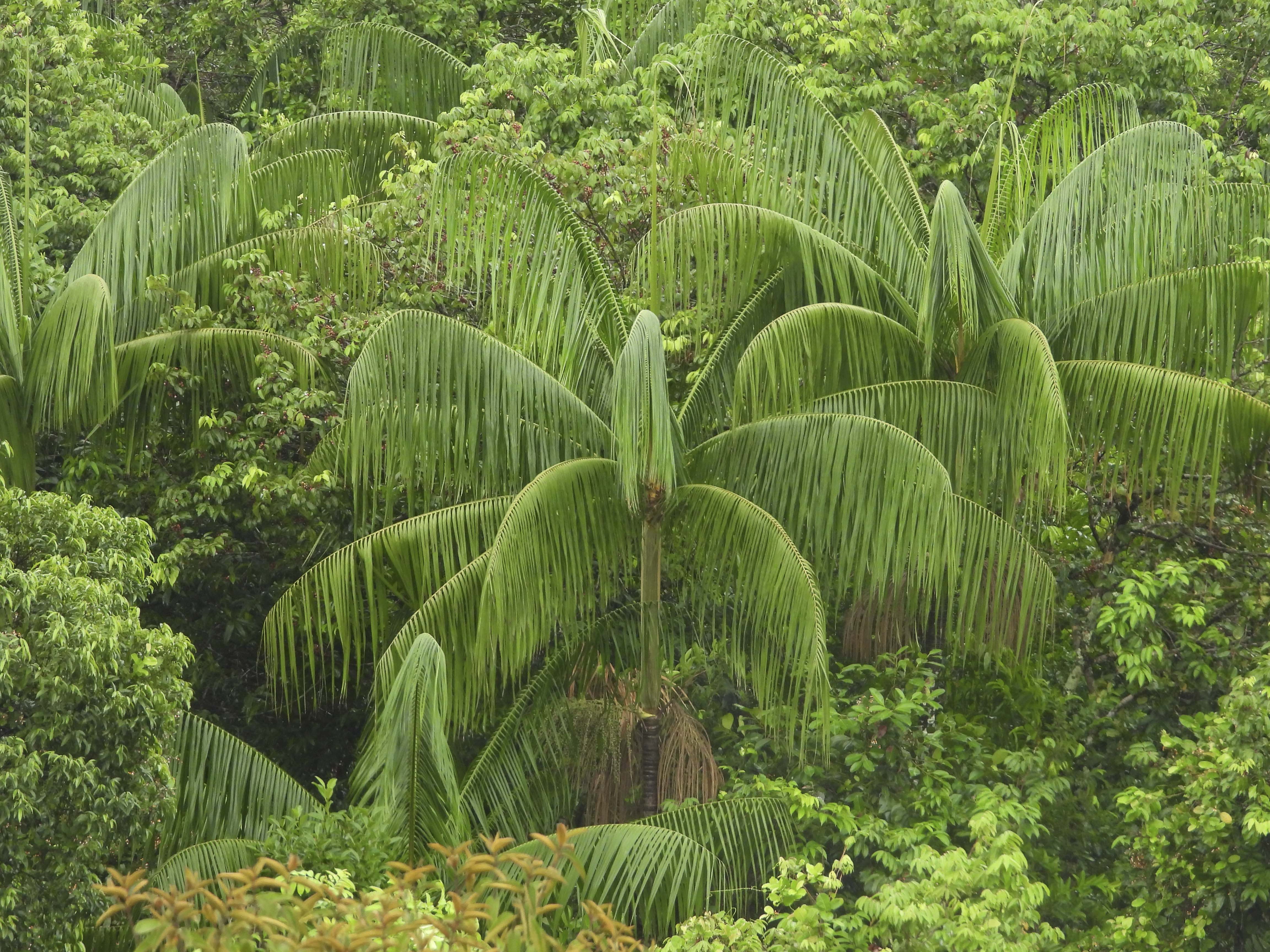 Reserva Natural Yurumi