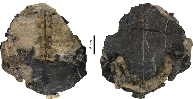 Entre los hallazgos más emblemáticos y de reconocimiento internacional, se encuentran fósiles de la tortuga gigante Carbonemys cofrinii, una de las especies que dominó el ecosistema luego de que desaparecieran los dinosaurios.