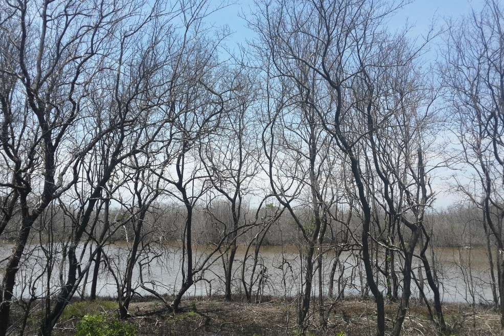 Ciénaga Grande de Santa Marta, uno de los ecosistemas más amenazados por falta de planeación en agricultura y el cambio climático. / Pablo Correa