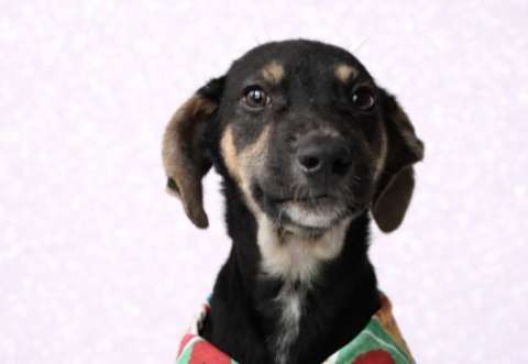 Jagger casi encuentra quien lo adoptara, a sus cinco meses sigue esperando amor