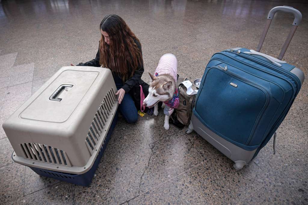 ¿Qué se debe hacer para viajar con mascotas en Colombia?