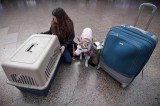 Viajeros peludos: las mascotas se toman la Terminal de Transporte de Bogotá