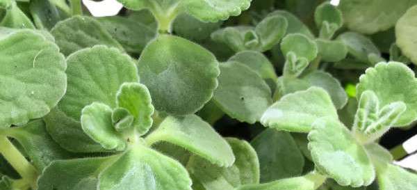 el Vaporub es mucho más que una planta aromática. Su fácil cultivo, múltiples beneficios y belleza la convierten en una opción imprescindible para cualquier hogar. Con un poco de cuidado, esta planta será una compañera fiel durante años.