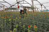 Abren procesos de responsabilidad fiscal a Banagrario y Finagro