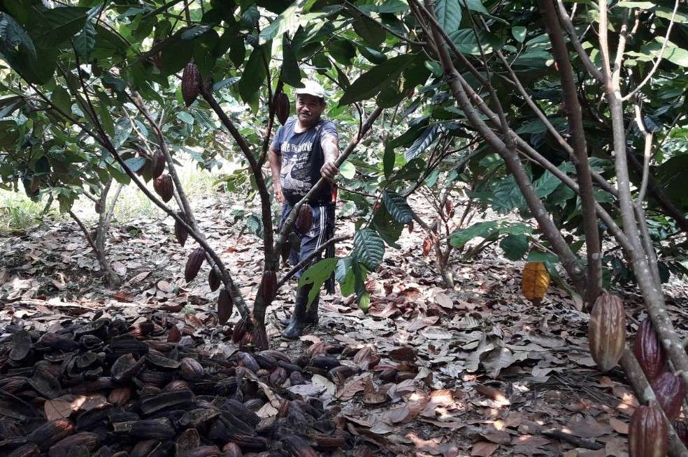 En Bolívar la inversión del CET fue de $700 millones para la cadena de cacao.