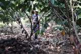 El cacao, clave para la competitividad de Bolívar
