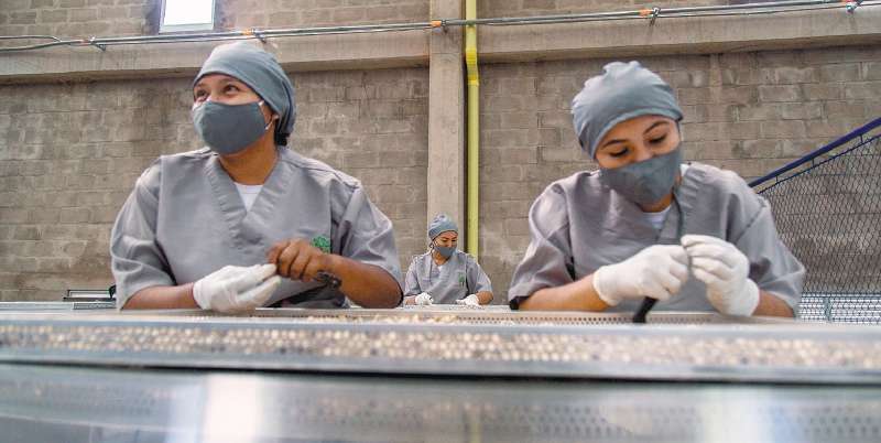 La parte manual del proceso la llevan a cabo mujeres de la región. / Nicolás Cadena