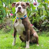 Serenata de amor perruno en Bogotá: así será el evento para promover la protección animal