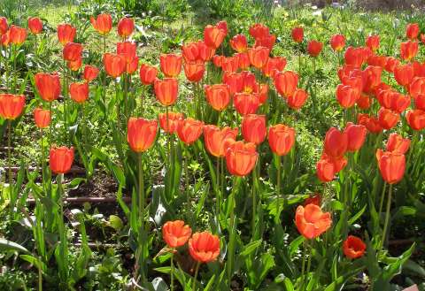 Tulipanes: guía de siembra y cuidado para tenerlos en su huerta