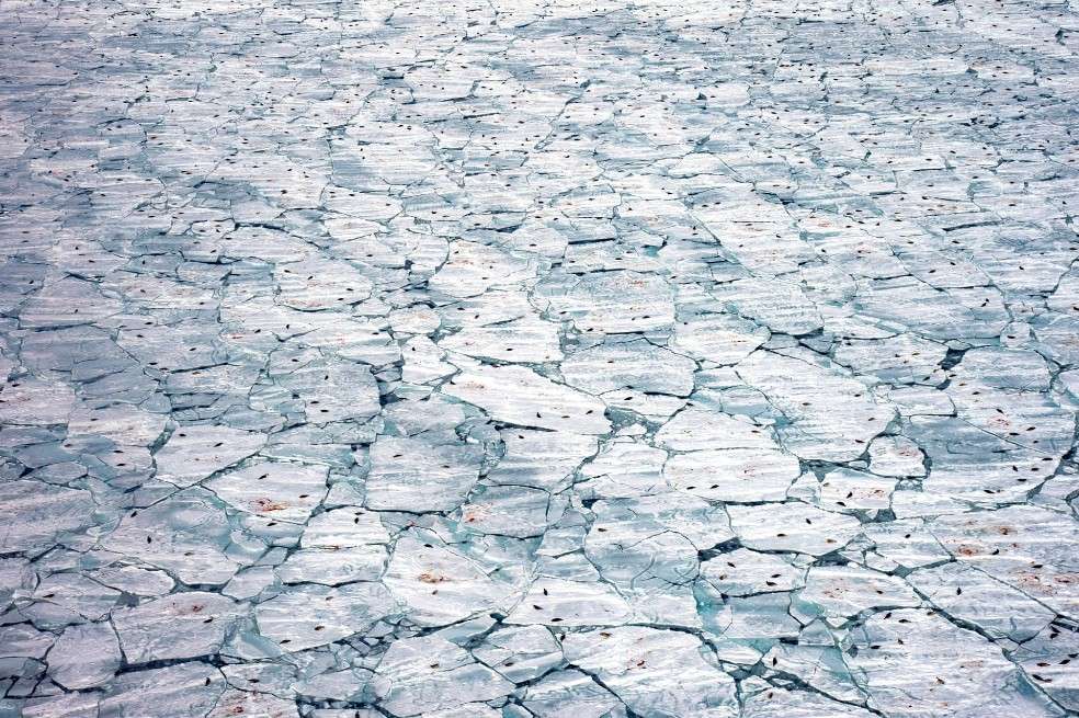 Categoría océanos: Jennifer Hayes, de Estados Unidos, logró grabar focas arpa, crías de foca y la sangre del nacimiento contra el hielo marino que se derrite. Tras una tormenta, fueron necesarias horas de búsqueda en helicóptero para encontrar esta fractura en el hielo.