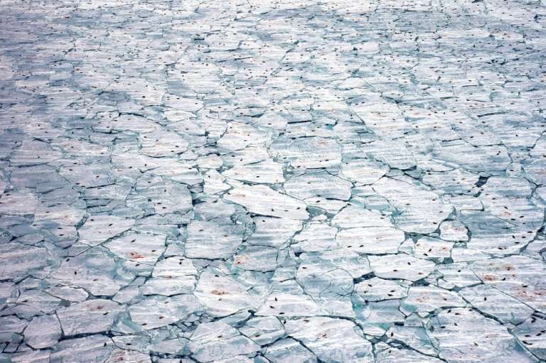 Categoría océanos: Jennifer Hayes, de Estados Unidos, logró grabar focas arpa, crías de foca y la sangre del nacimiento contra el hielo marino que se derrite. Tras una tormenta, fueron necesarias horas de búsqueda en helicóptero para encontrar esta fractura en el hielo.
