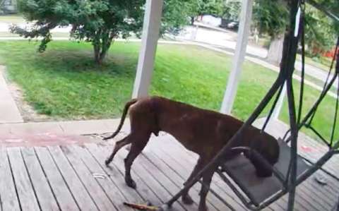 Dueña se lleva gran sorpresa al ver dónde su perro gran danés decidió dormir