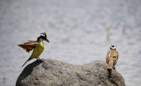 Estas son algunas de las razones por las que las aves se “divorcian”