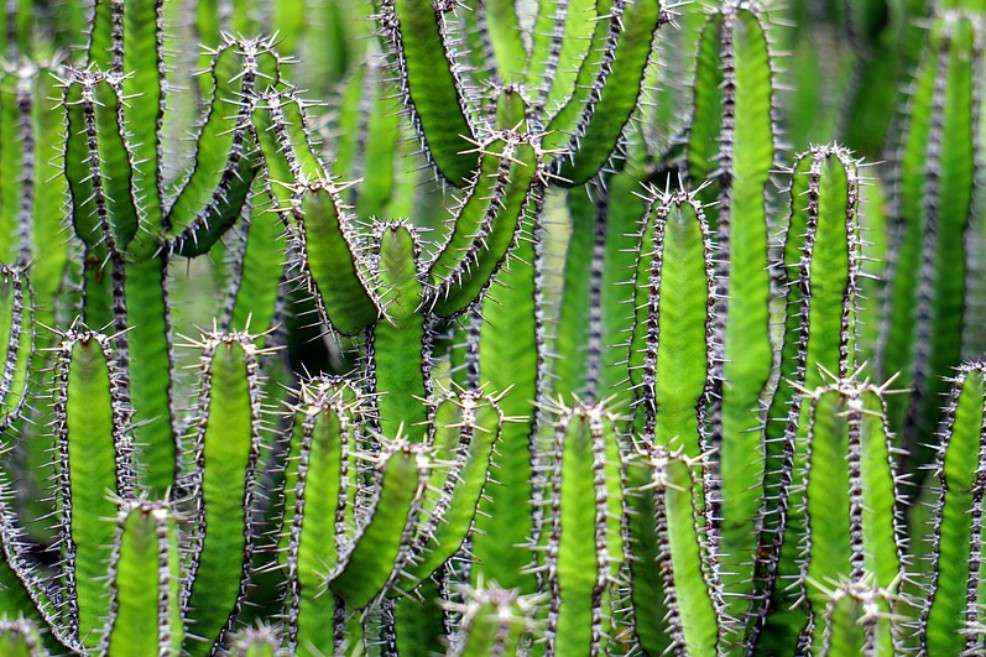 El 80% de las especies están parcialmente o nulamente protegidas. / Pixabay