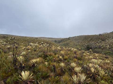 El Valle de los Frailejones: una caminata mágica a solo 60 km de Bogotá