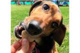 Video: perro se roba 3 mil pesos de pan y así quedó registrado