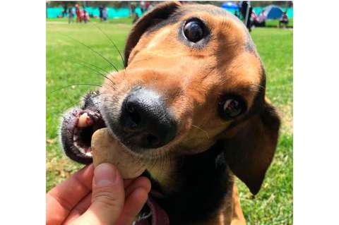 5 consejos de snacks o premios saludables para consentir a tu perrito