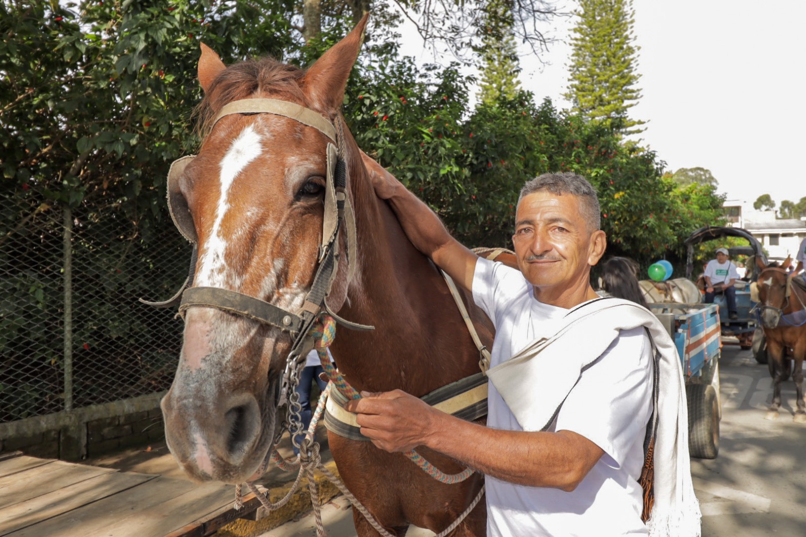 Popayán: liberan a 79 caballos que eran usados y explotados para halar carretillas