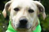 Adopte a Mono: este noble peludito lleva cuatro años soñando con una familia