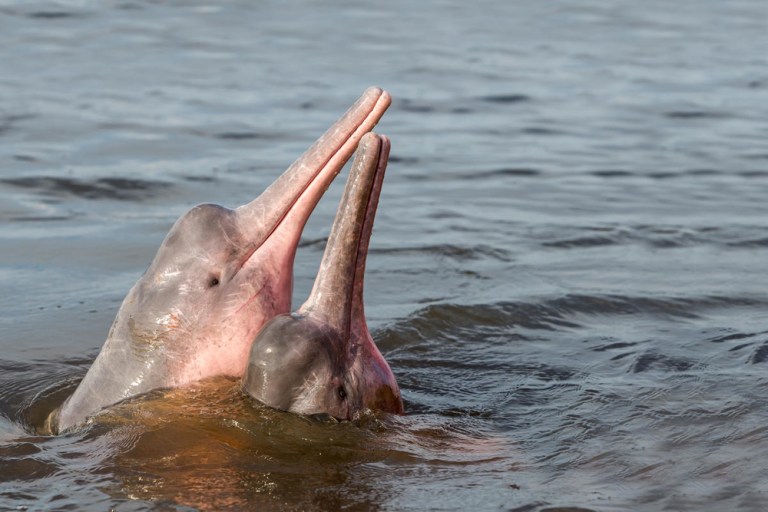 Delfines rosados en la Amazonía fueron vistos orinando en el aire, ¿qué significa?