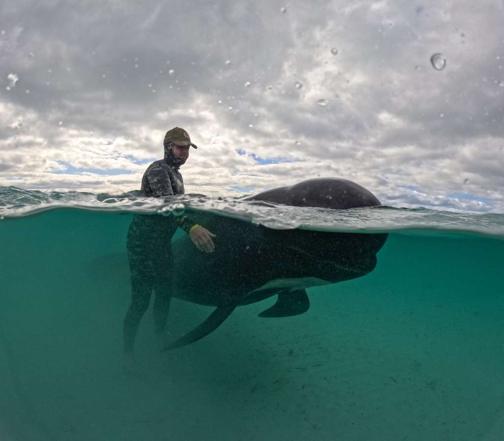 Un rescatista atiende a uno de estos cetáceos, el miércoles 26 de julio de 2023, después de que casi 100 de ellos se vararon en Cheynes Beach, al este de Albany, Australia.