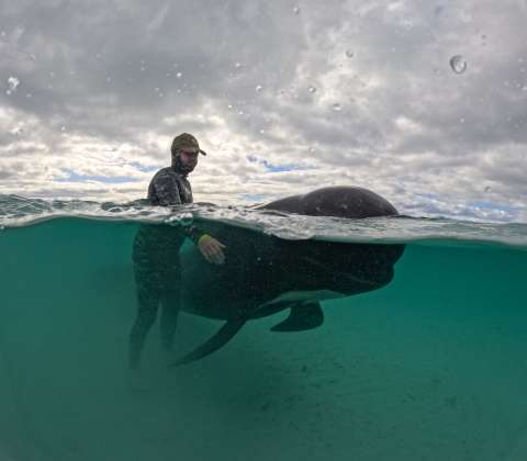 Más de 40 ballenas varadas en Australia fueron sacrificadas después de ser rescatadas