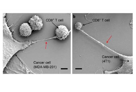 Así hacen las células cancerosas para quedarse con la energía de otras células