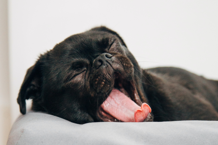 ¿Tu perro duerme demasiado? Esto es lo que debes saber al respecto
