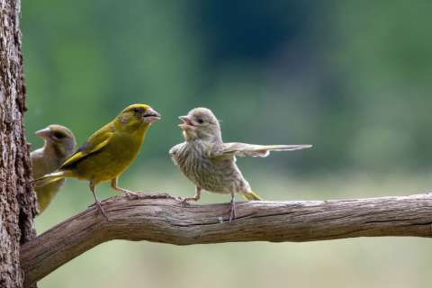 Estas son las fotos más divertidas y graciosas del reino animal, ¿cuál es la mejor?