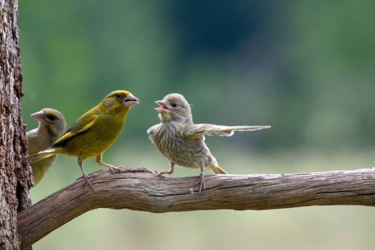 Estas son las fotos más divertidas y graciosas del reino animal, ¿cuál es la mejor?