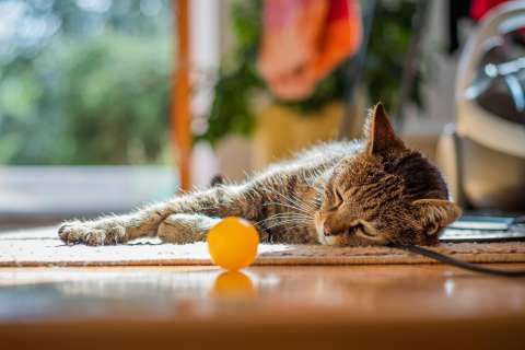 ¿Cómo educar a su gato para que no haga algo?