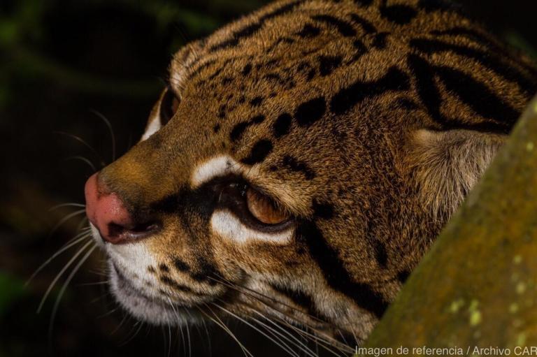Investigan denuncia sobre la caza de un ocelote en Yacopí, Cundinamarca
