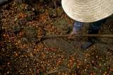 Un nuevo paradigma del desarrollo rural